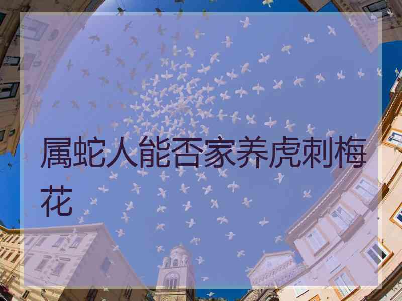 属蛇人能否家养虎刺梅花