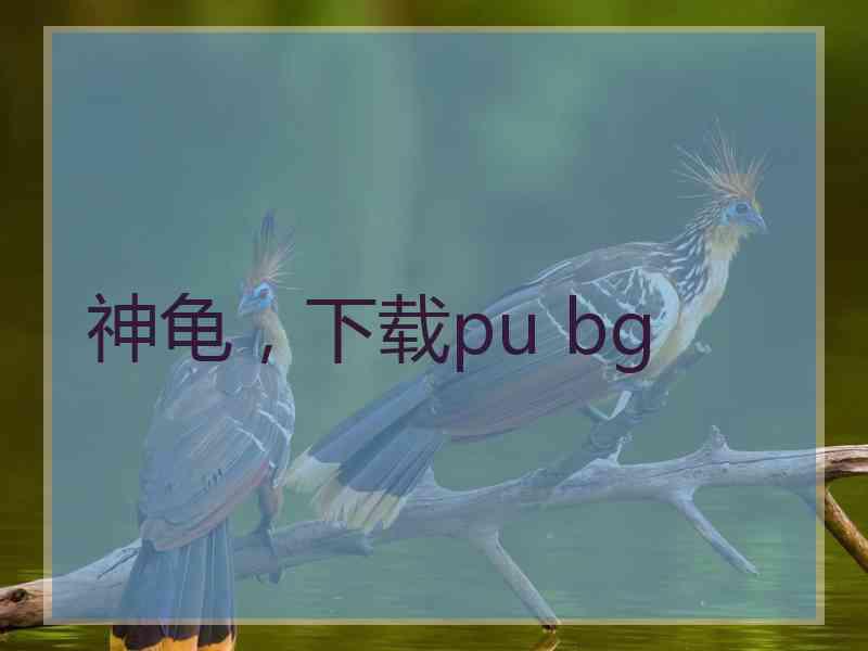 神龟，下载pu bg